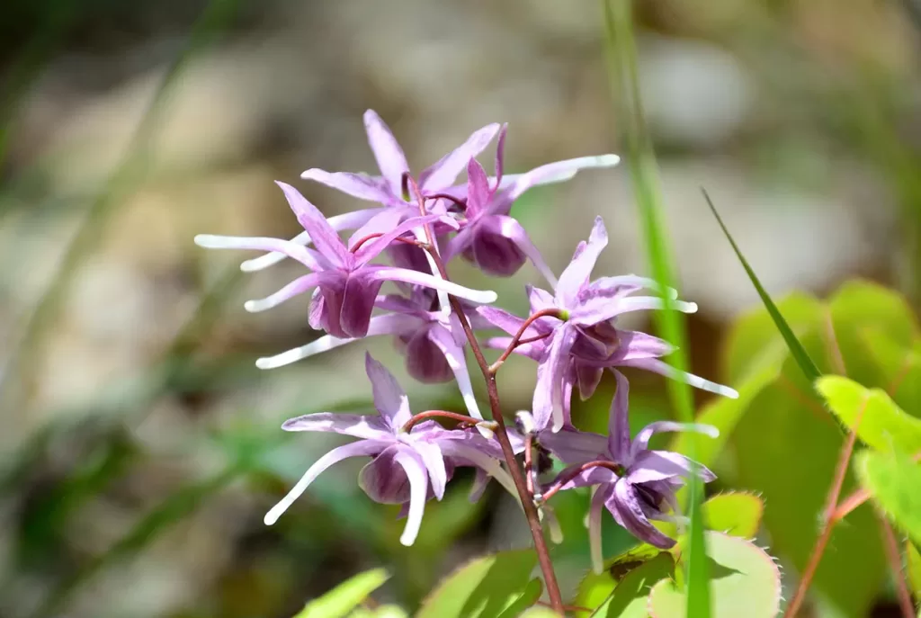 Horny Goat Weed Flowers