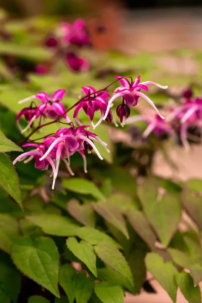 Horny Goat Weed pink flowers